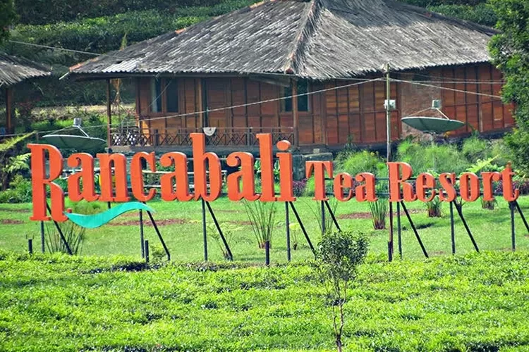 Keliling Kebun Teh Rancabali: Rombongan Seru dengan Hiace